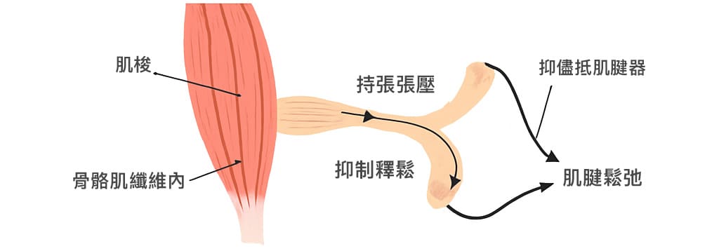 肌梭 vs 高基氏肌腱器功能比較反射原理與中頻機復健角色 - UTMOST 十全氧氣機|氧氣機推薦 肌梭 vs 高基氏肌腱器功能比較反射原理與中頻機復健角色